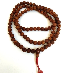 Mala semilla Bodi India 2
