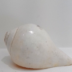 Caracola de Shiva
