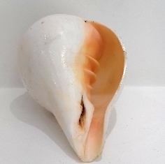 Caracola de Shiva 2