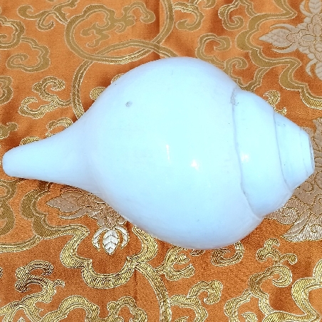 Caracola de Shiva grande