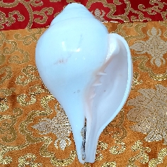 Caracola de Shiva grande 2