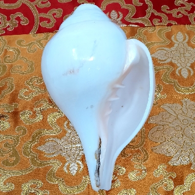 Caracola de Shiva grande